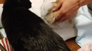 Thumbnail of post image 174