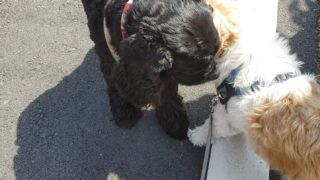 Thumbnail of post image 184