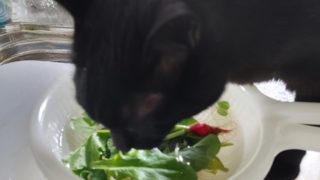 Thumbnail of post image 067